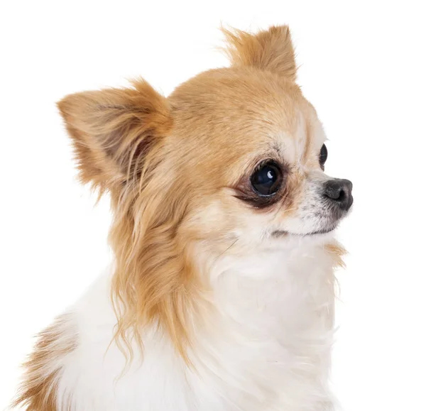 Chihuahua i studio — Stockfoto