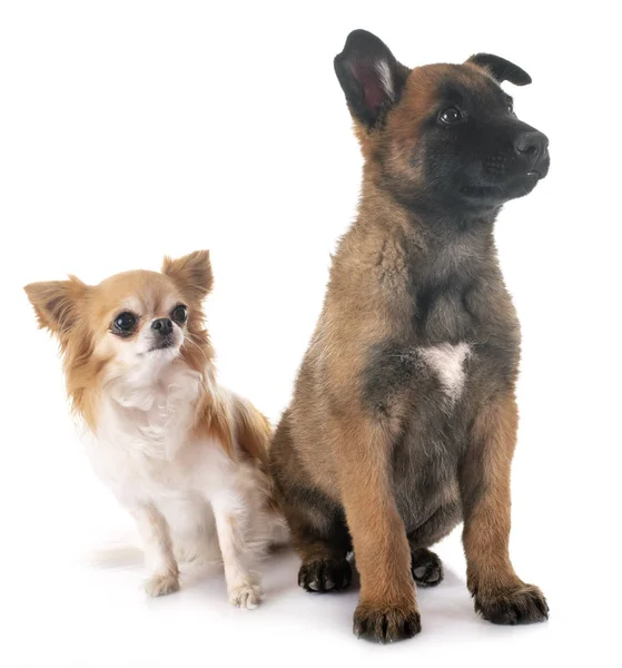 Welpen malinois und chihuahua — Stockfoto