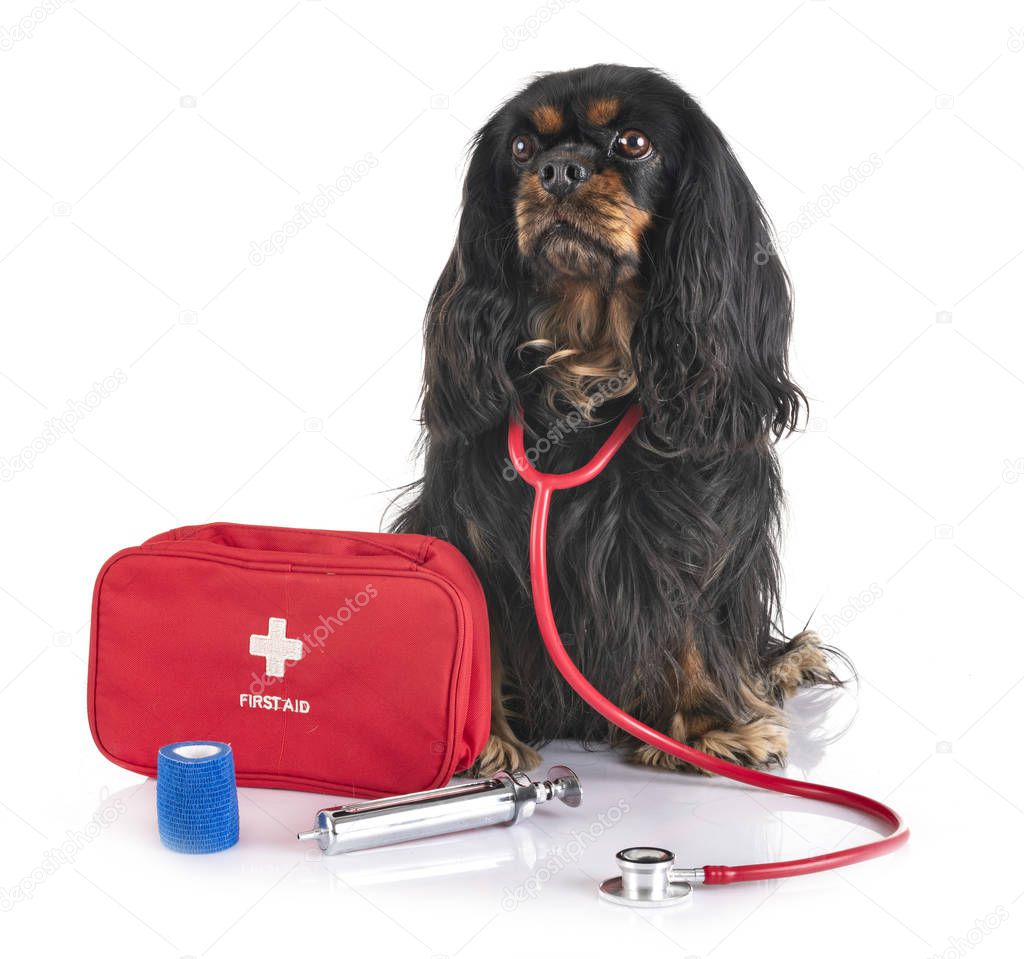 cavalier king charles and first aid