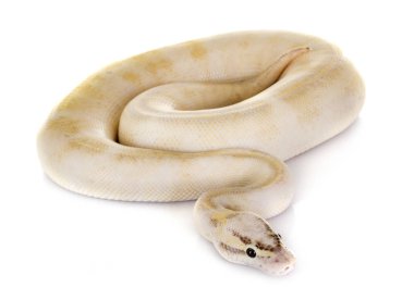 Stüdyoda Ball python