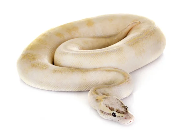 Bola python em estúdio — Fotografia de Stock