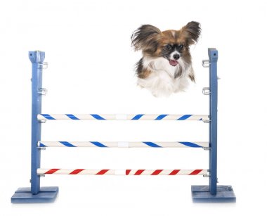 çeviklik ve küçük köpek
