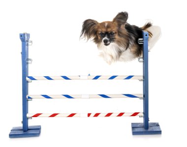 çeviklik ve küçük köpek