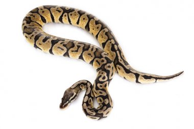 Stüdyoda Ball python