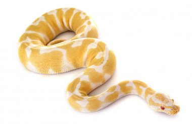 Stüdyoda Ball python