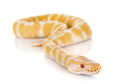 Stüdyoda Ball python