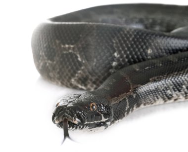 Python curtus stüdyoda