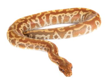 Python brongersmai stüdyoda