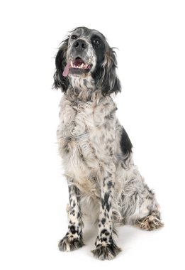 İngiliz seterim Studio