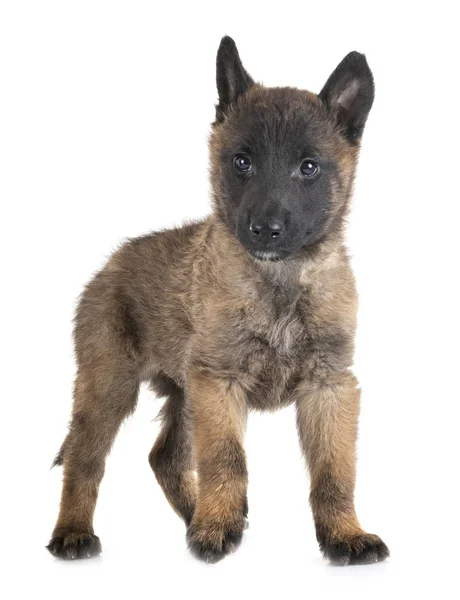 Cachorrinho malinois no estúdio — Fotografia de Stock