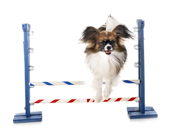 Agility and little dog — Stock Photo, Image