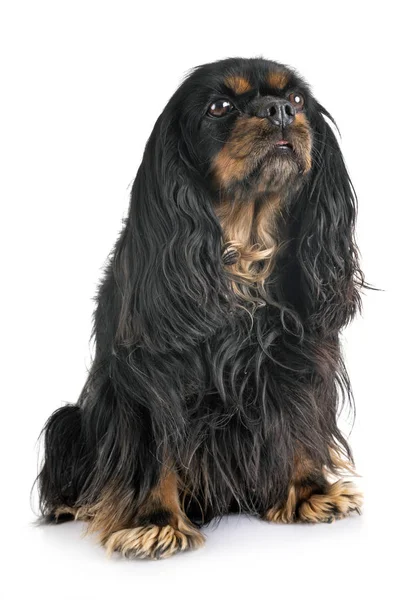 Cavalier king charles — Stock Photo, Image