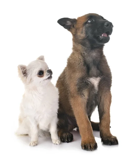 Welpen malinois und chihuahua — Stockfoto