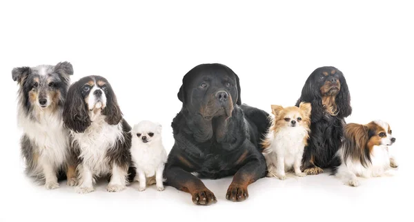 Cães em estúdio — Fotografia de Stock