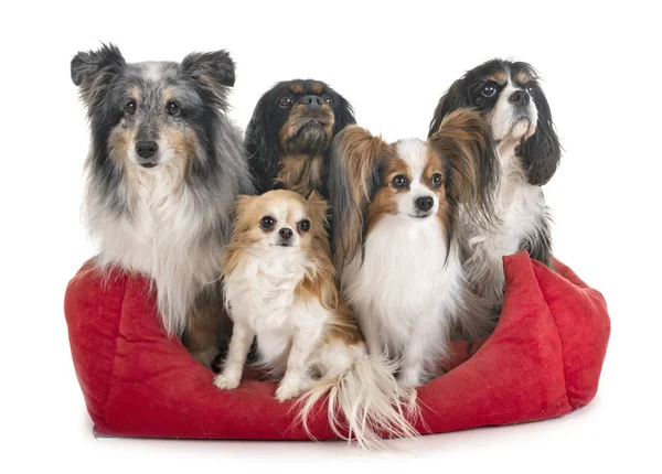 Little dogs in studio — Stock Photo, Image