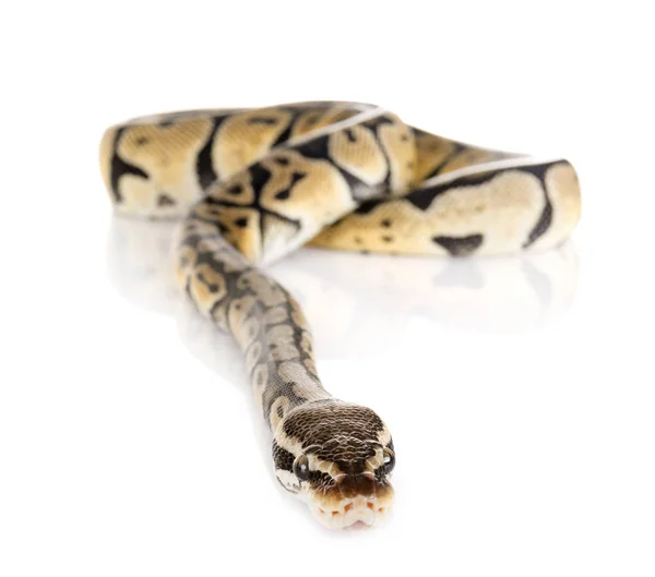 Golyós Python a stúdióban — Stock Fotó