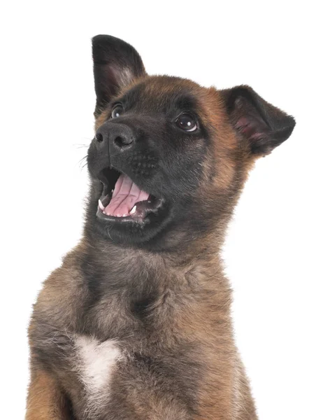 Valp malinois i studio — Stockfoto