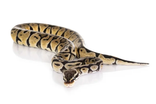 Ball Python w studiu — Zdjęcie stockowe