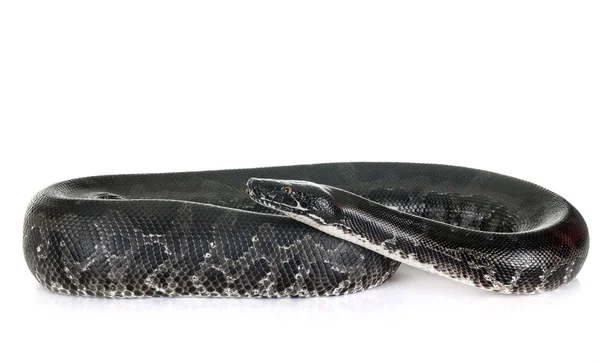 Python curtus em estúdio — Fotografia de Stock