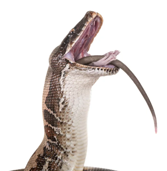 Python brongersmai stüdyoda