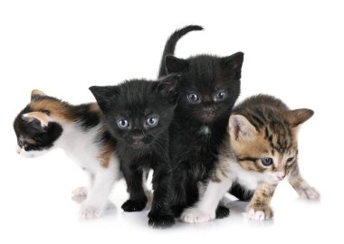 stüdyoda moggy kedi yavrusu