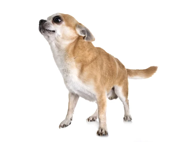 Chihuahua in studio — Stockfoto