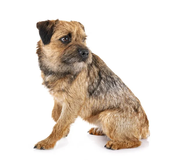 Border terrier i studion — Stockfoto