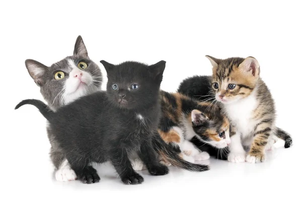 Gattino moggy e gatto — Foto Stock