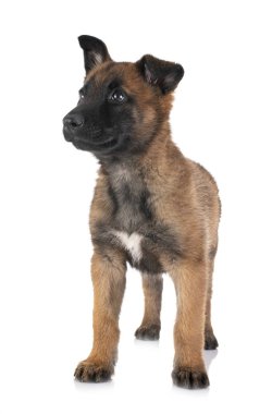 köpek yavrusu malinois Studio