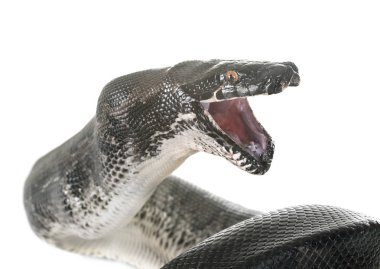 Python curtus stüdyoda