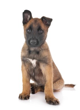 köpek yavrusu malinois Studio