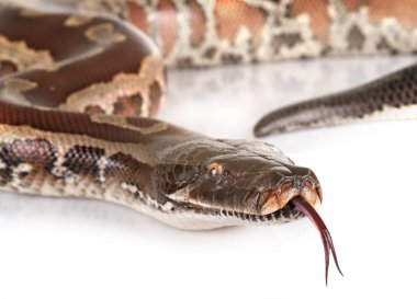 Python brongersmai stüdyoda