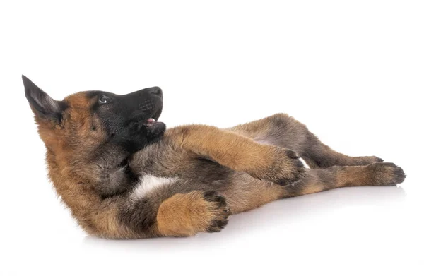 스튜디오에서 강아지 malinois — 스톡 사진