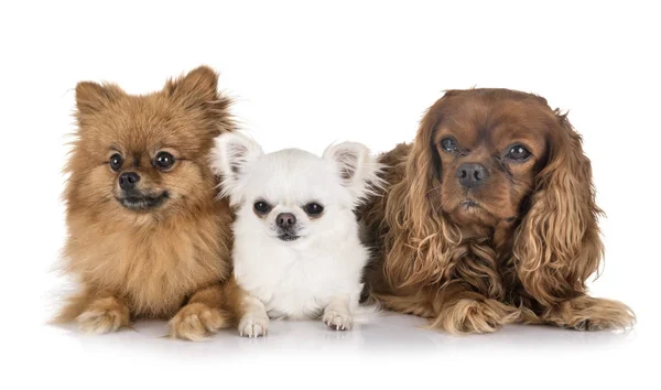 Perros pequeños en estudio en estudio — Foto de Stock