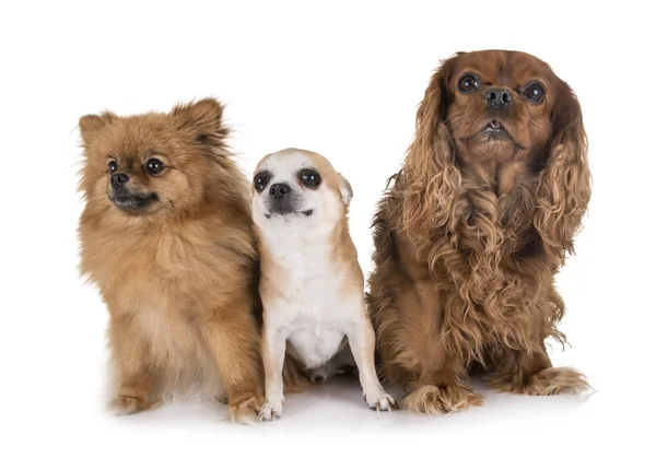 Cães pequenos no estúdio — Fotografia de Stock