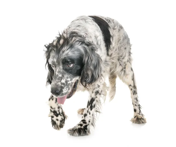 English setter en estudio — Foto de Stock