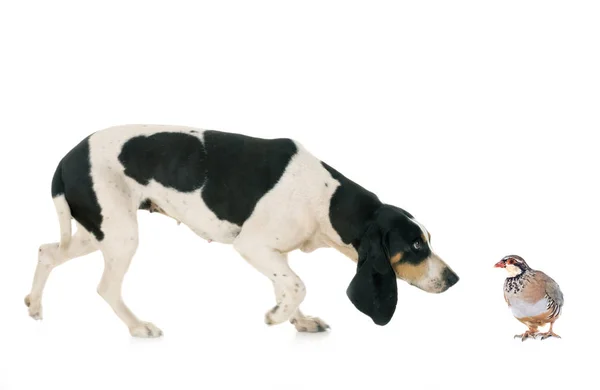 Berner Schweizer Laufhund — Stockfoto