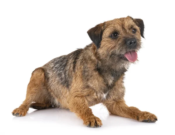 Border terrier in studio — Stock Photo, Image