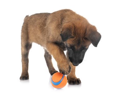 köpek yavrusu malinois Studio