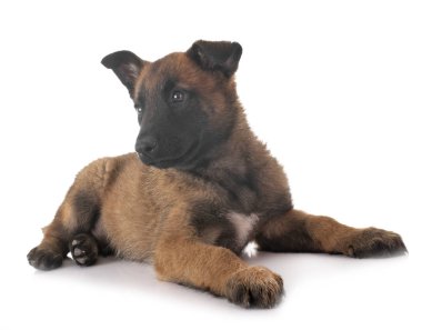 köpek yavrusu malinois Studio