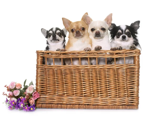Group of chihuahuas in basket — Stock Photo, Image