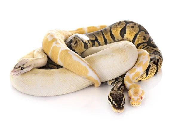 Kugelpythons im Studio — Stockfoto