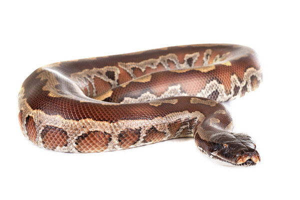 Python brongersmai в студии
