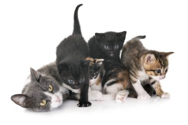 moggy kedi yavrusu ve kedi