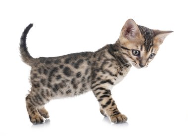 Bengal yavru kedi Studio