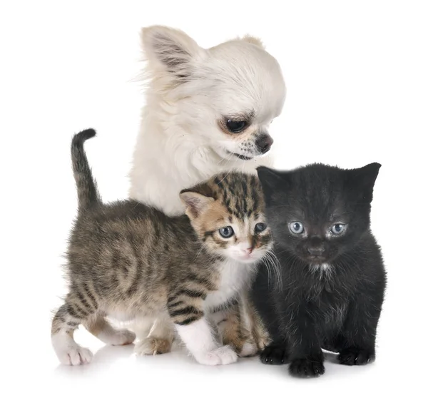 Katt kattunge och Chihuahua — Stockfoto