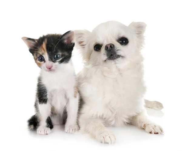 Gattino moggy e chihuahua — Foto Stock