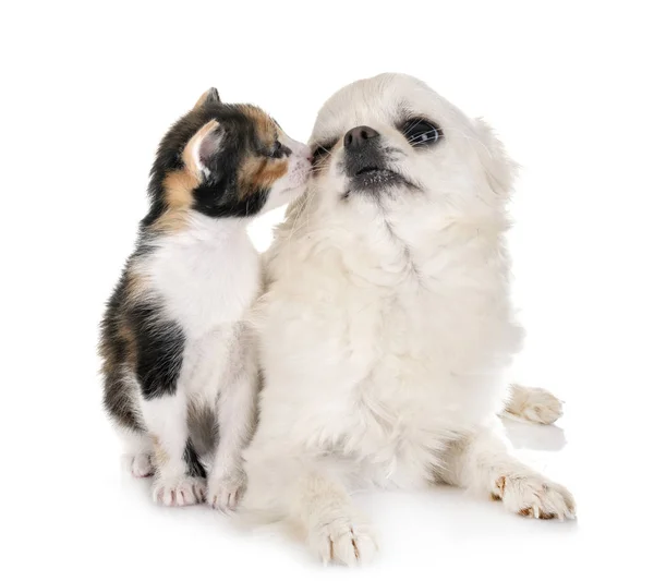 Moggy kitten and chihuahua — Stock Photo, Image