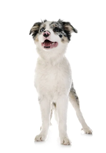 Puppy border collie — Stock Photo, Image