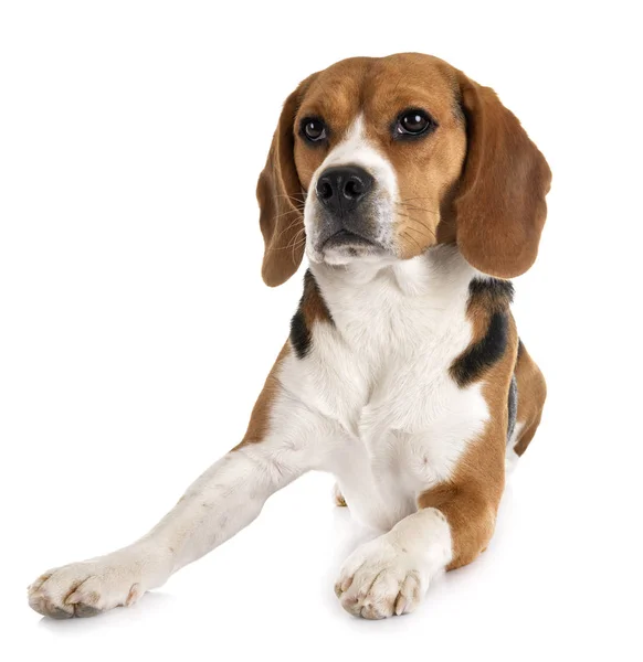 Beagle in studio — Stockfoto